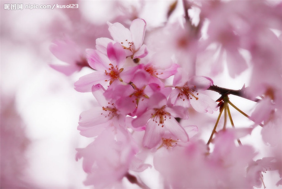点击大图看下一张：春天开花的樱花植物图片欣赏