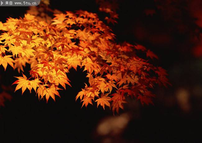 点击大图看下一张：秋日金黄色的枫叶摄影图片