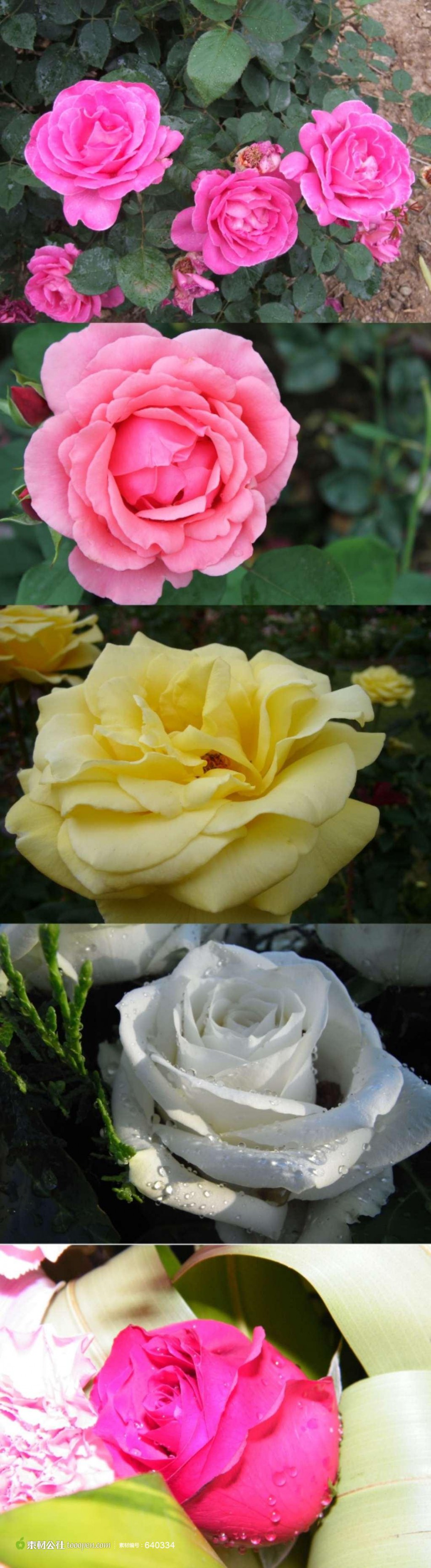 点击大图看下一张：盛开的各色玫瑰花高清摄影图片