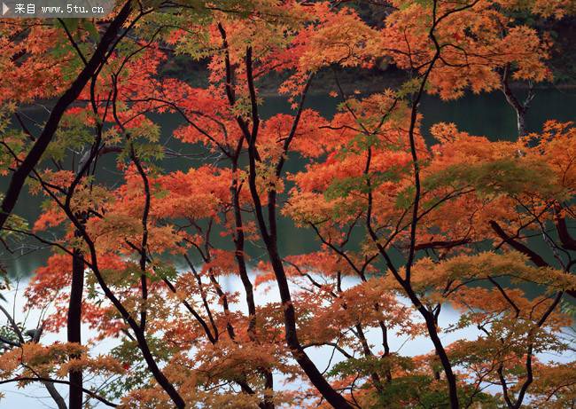 点击大图看下一张：秋天河边的枫树图片