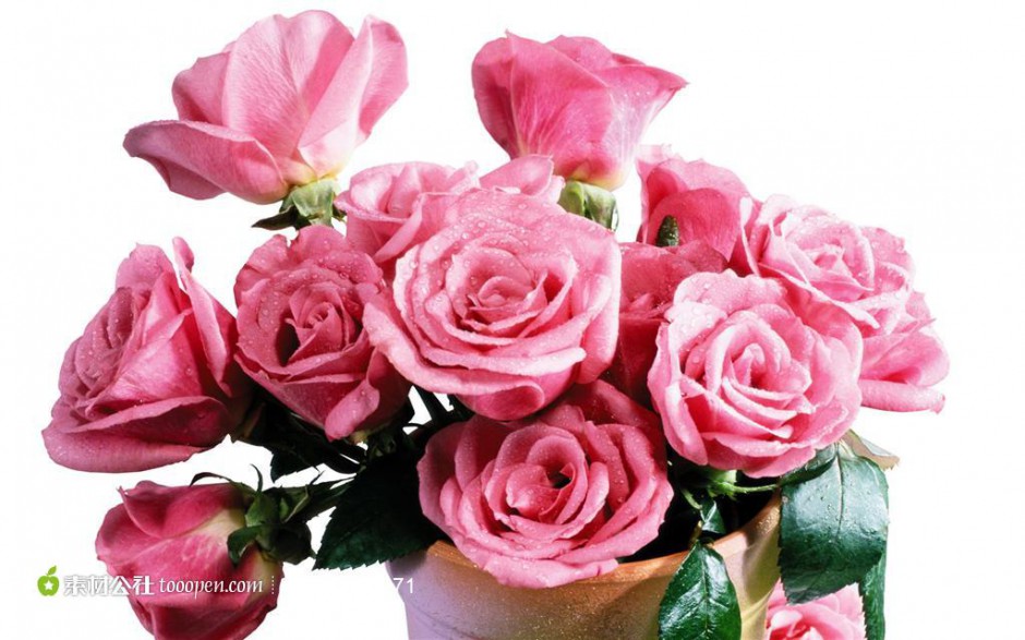 点击大图看下一张：迷你玫瑰盆栽摄影素材
