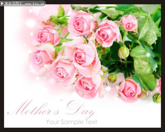 点击大图看下一张：唯美艳粉玫瑰图片素材