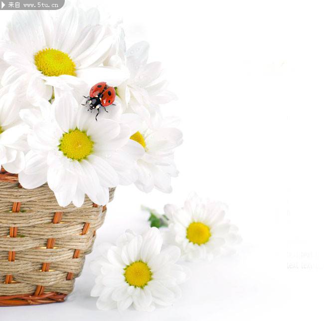 点击大图看下一张：竹篮里的纯净白色菊花图片