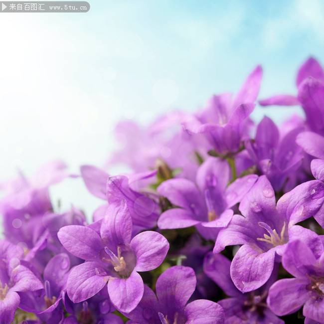 点击大图看下一张：紫色鲜花唯美背景图片素材