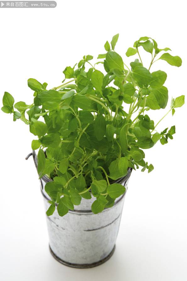 点击大图看下一张：室内的绿色植物盆栽素材
