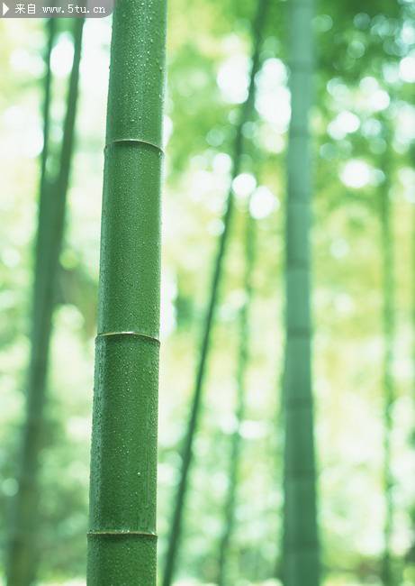 点击大图看下一张：修长挺立的竹子高清图片