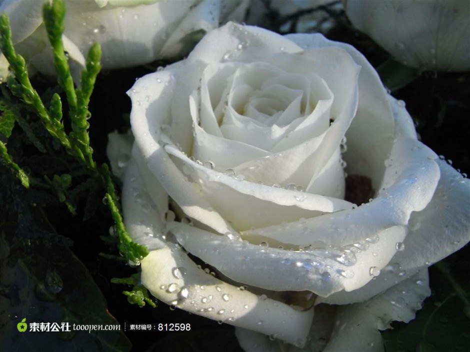点击大图看下一张：白玫瑰花语 纯洁天真的爱