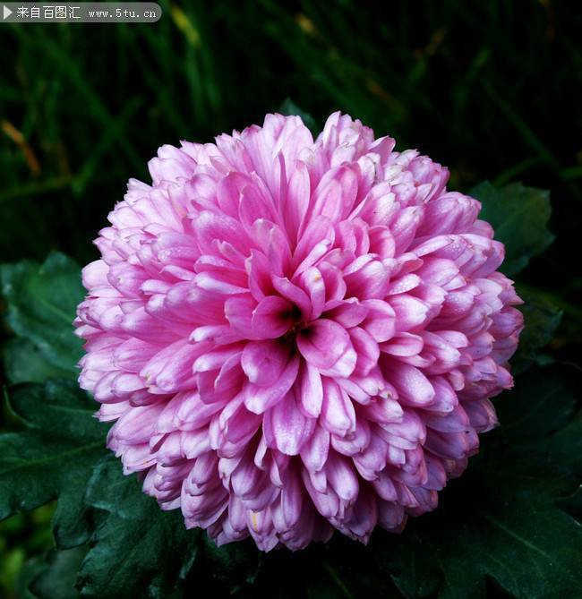 点击大图看下一张：紫色的菊花超清特写图片