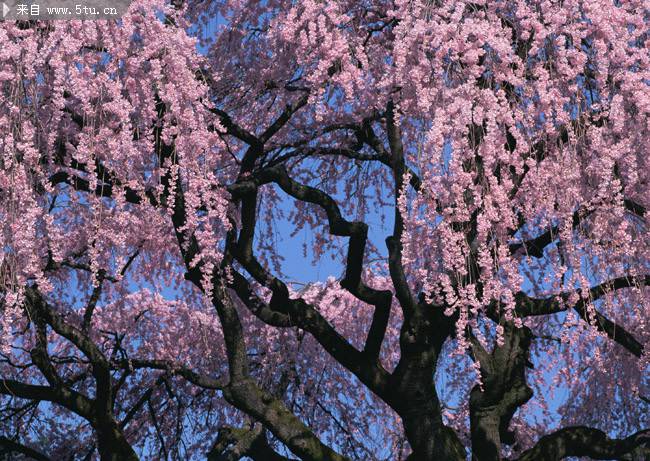 点击大图看下一张：漂亮美丽的樱花树高清图片
