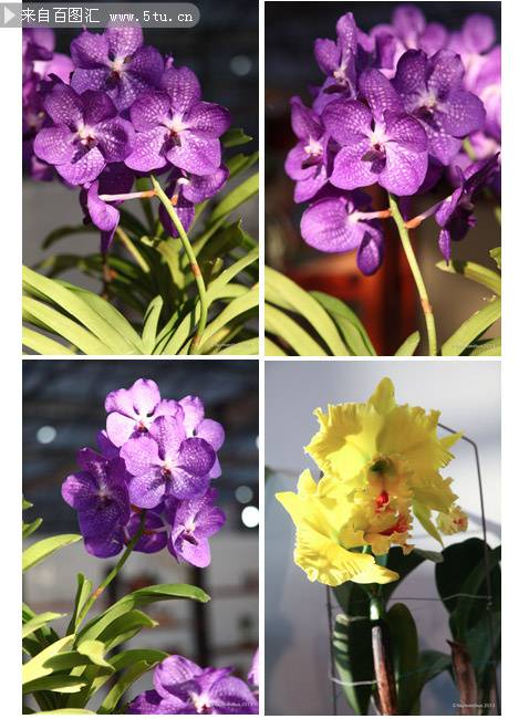 点击大图看下一张：紫色兰花图片精美背景素材