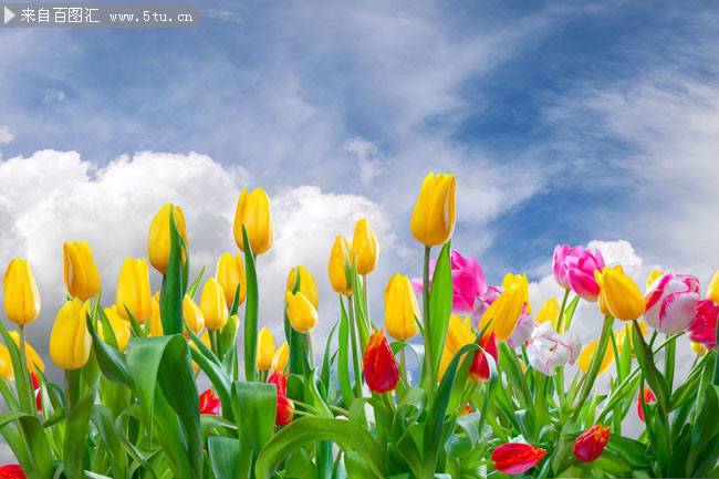 点击大图看下一张：蓝天白云下漂亮的郁金香图片