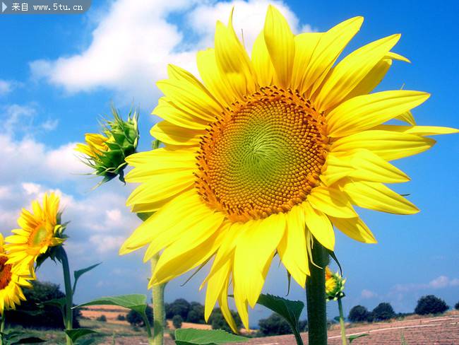 点击大图看下一张：向日葵人生唯美植物特写图片