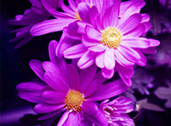 漂亮的紫色菊花高清图片