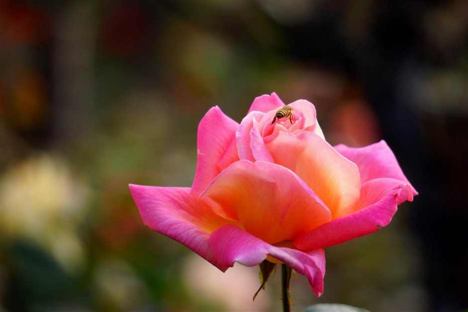 点击大图看下一张：蜜蜂恋上粉色玫瑰花