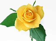 漂亮的黄玫瑰图片素材