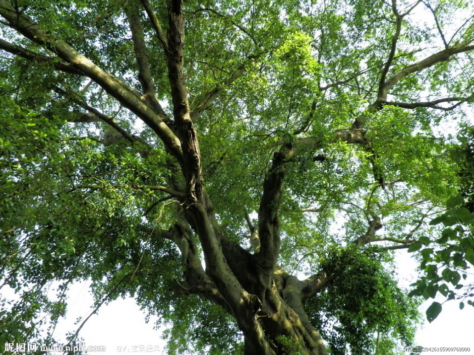 点击大图看下一张：福州千年榕树图片直插云霄