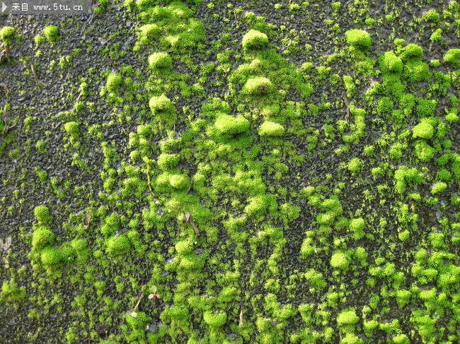点击大图看下一张：绿色植物苔藓原创摄影图片