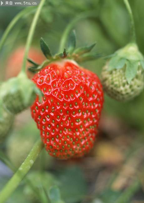 点击大图看下一张：草地里成熟的红草莓图片