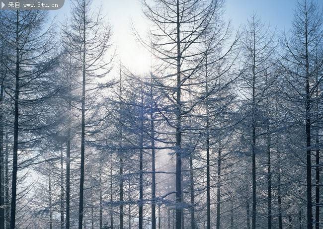 点击大图看下一张：不惧严寒的松树林图片