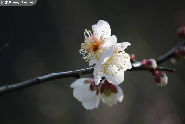 点击大图看下一张：梅花冬季鲜花图片大全