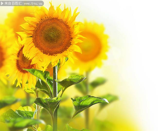 点击大图看下一张：向日葵背景图案风格清新唯美