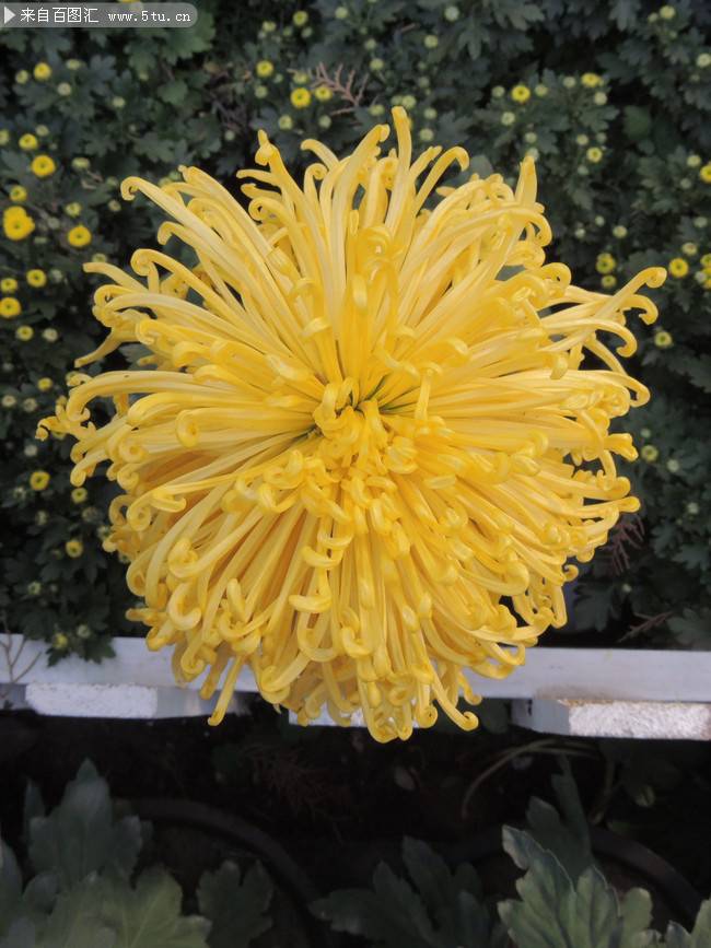 点击大图看下一张：绽放的黄色菊花特写图片