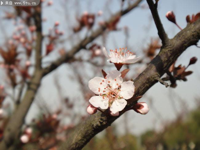 点击大图看下一张：满树盛开的梅花图片