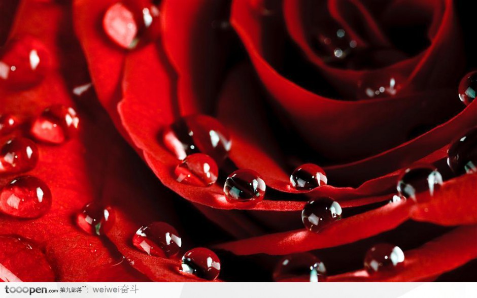 点击大图看下一张：火红带水珠的玫瑰花高清图片