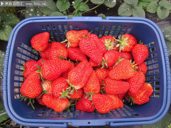 点击大图看下一张：一篮子新鲜的红草莓图片