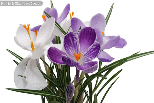 点击大图看下一张：香兰花图片紫色花卉素材分享