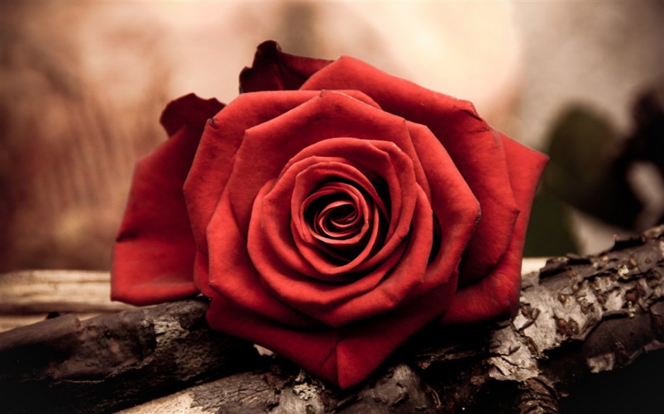 点击大图看下一张：朽木上的红玫瑰高清图片素材