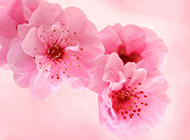 粉色腊梅花背景图片