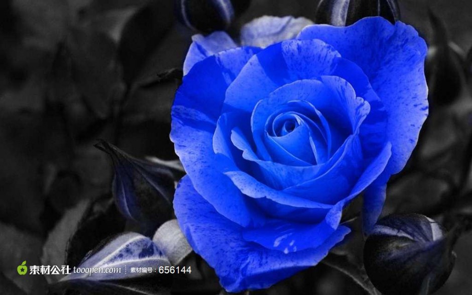 点击大图看下一张：一枝蓝色玫瑰花摄影图片