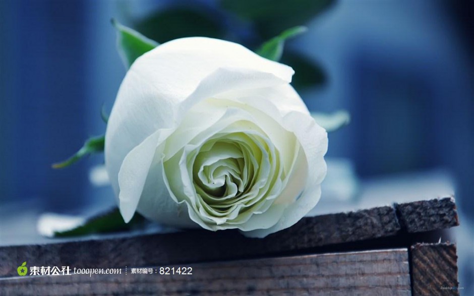 点击大图看下一张：纯洁白玫瑰浪漫情人节高清图
