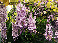紫藤花图片攀缘植物摇曳生姿