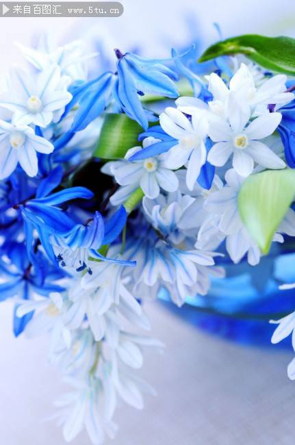 点击大图看下一张：唯美蓝色鲜花背景图片