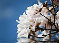 淡雅清新的白色玉兰花图片欣赏