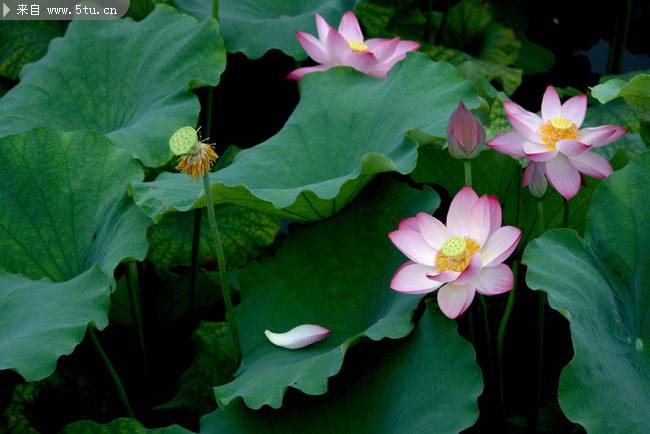 点击大图看下一张：池塘中怒放争艳的莲花图片