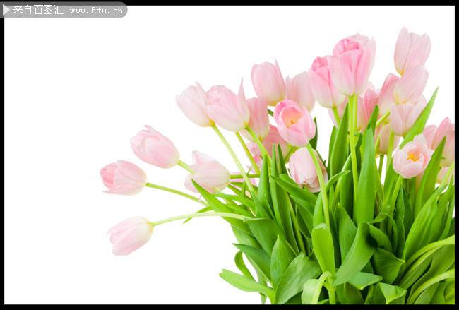 点击大图看下一张：粉色郁金香花束图片高清素材