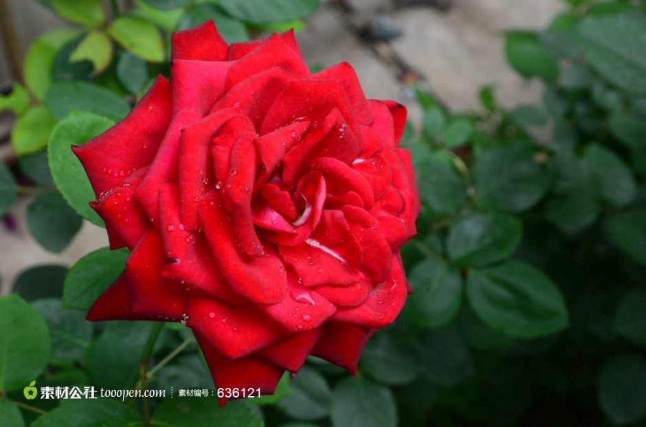 点击大图看下一张：娇红欲流的红玫瑰图片欣赏