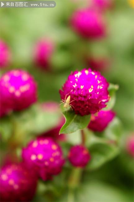 点击大图看下一张：田野紫色野花图片摄影
