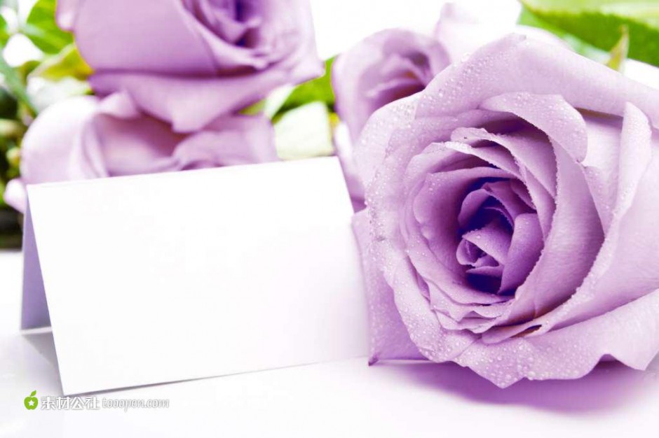 点击大图看下一张：代表浪漫真情的紫玫瑰图片