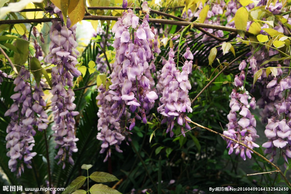 点击大图看下一张：紫藤花图片攀缘植物摇曳生姿