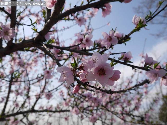 点击大图看下一张：春天桃花风景图素材欣赏