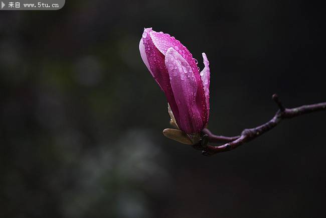 点击大图看下一张：紫玉兰花图片下雨天浪漫植物壁纸