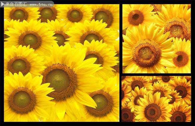 点击大图看下一张:向日葵花梦幻花海图片分享