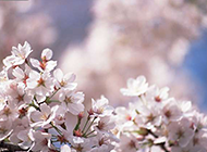 纯白的日本樱花高清图