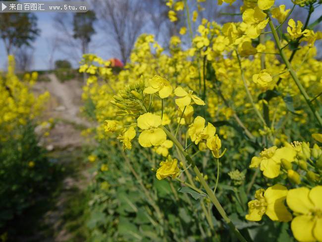 点击大图看下一张：好看的的油菜花摄影图片