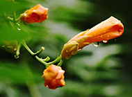 下雨天的鲜花图片素材