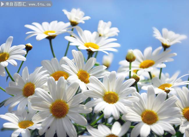 点击大图看下一张：菊花白色花卉清新背景图片